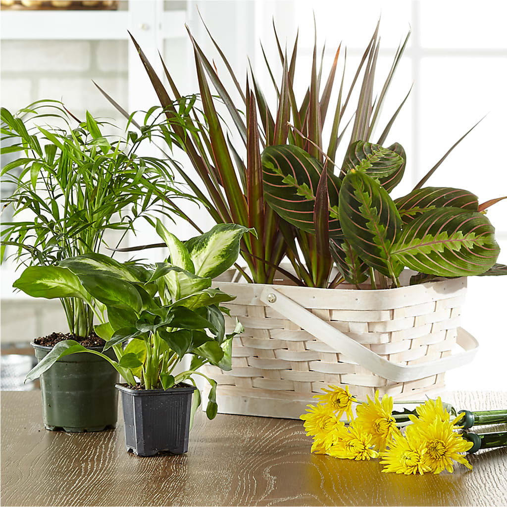 Florist Designed Blooming and Green Plants in a Basket – United Floral Svc Inc, Philadelphia PA