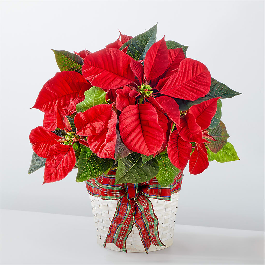 Happiest Holidays Poinsettia – United Floral Svc Inc, Philadelphia PA