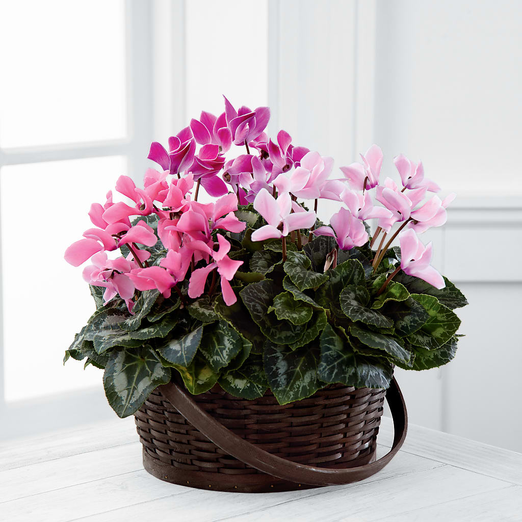 Mixed Cyclamen Planter – United Floral Svc Inc, Philadelphia PA