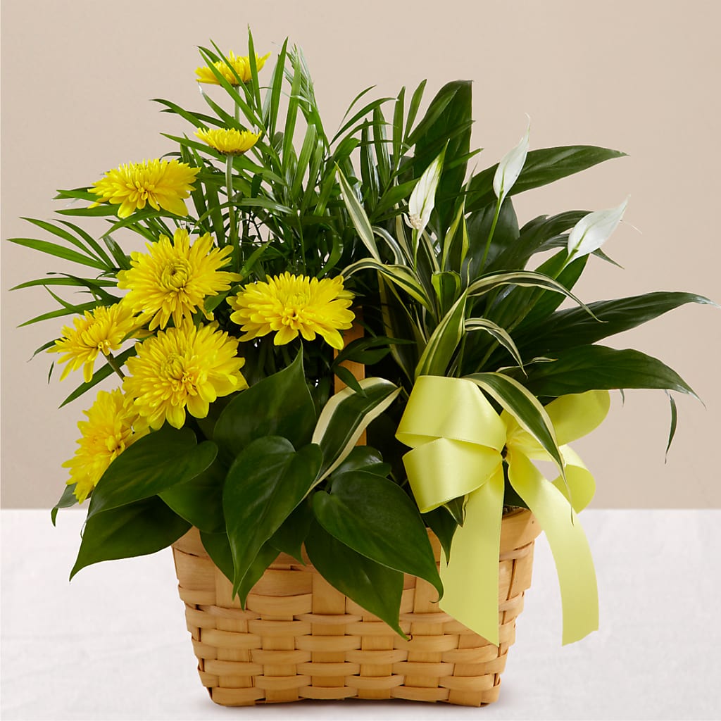 Loving Light Dishgarden – United Floral Svc Inc, Philadelphia PA
