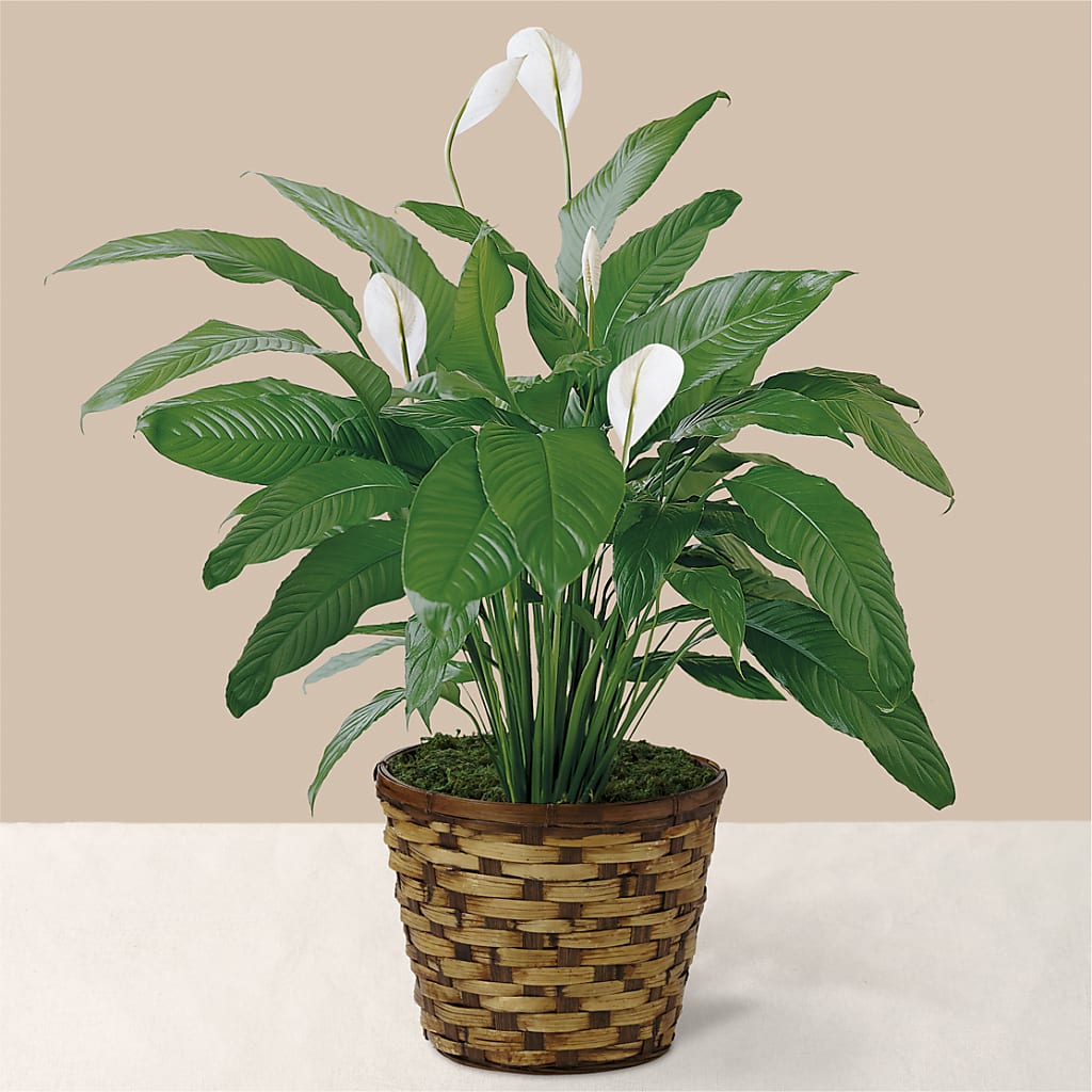 Tranquil Moments Peace Lily Plant – United Floral Svc Inc, Philadelphia PA