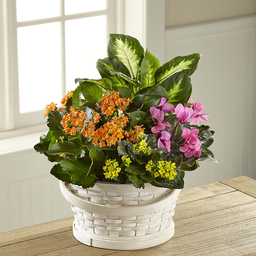 Color Crush Dishgarden – United Floral Svc Inc, Philadelphia PA