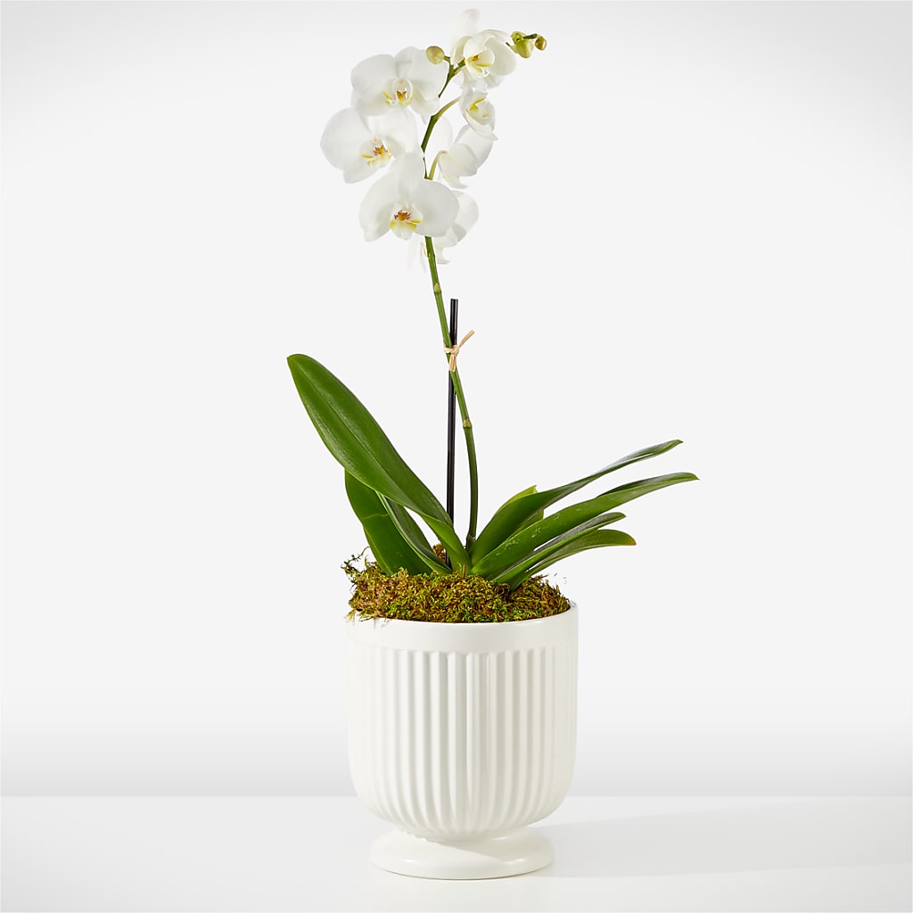 Whispering White Orchid – United Floral Svc Inc, Philadelphia PA