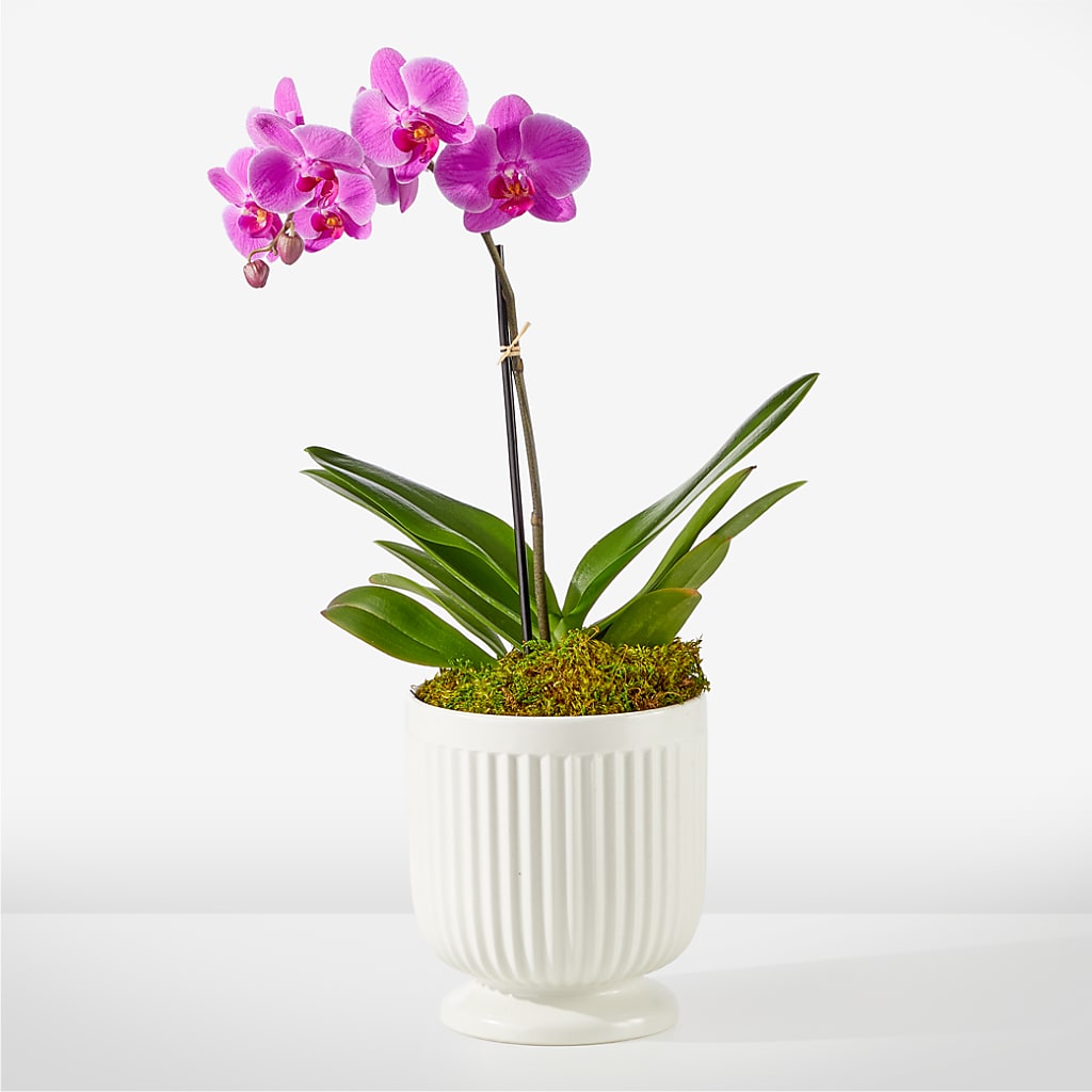 Friendly Fuchsia Orchid – United Floral Svc Inc, Philadelphia PA