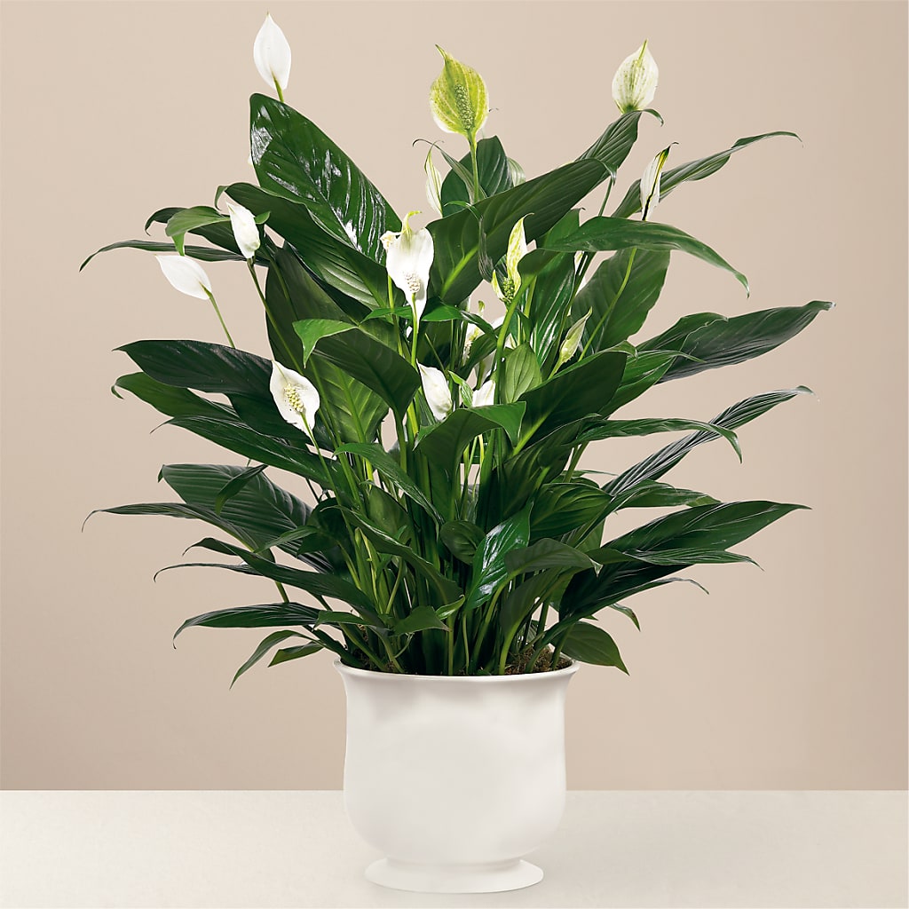 Comfort Planter – United Floral Svc Inc, Philadelphia PA