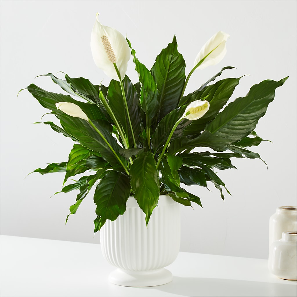 Comfort Planter – United Floral Svc Inc, Philadelphia PA