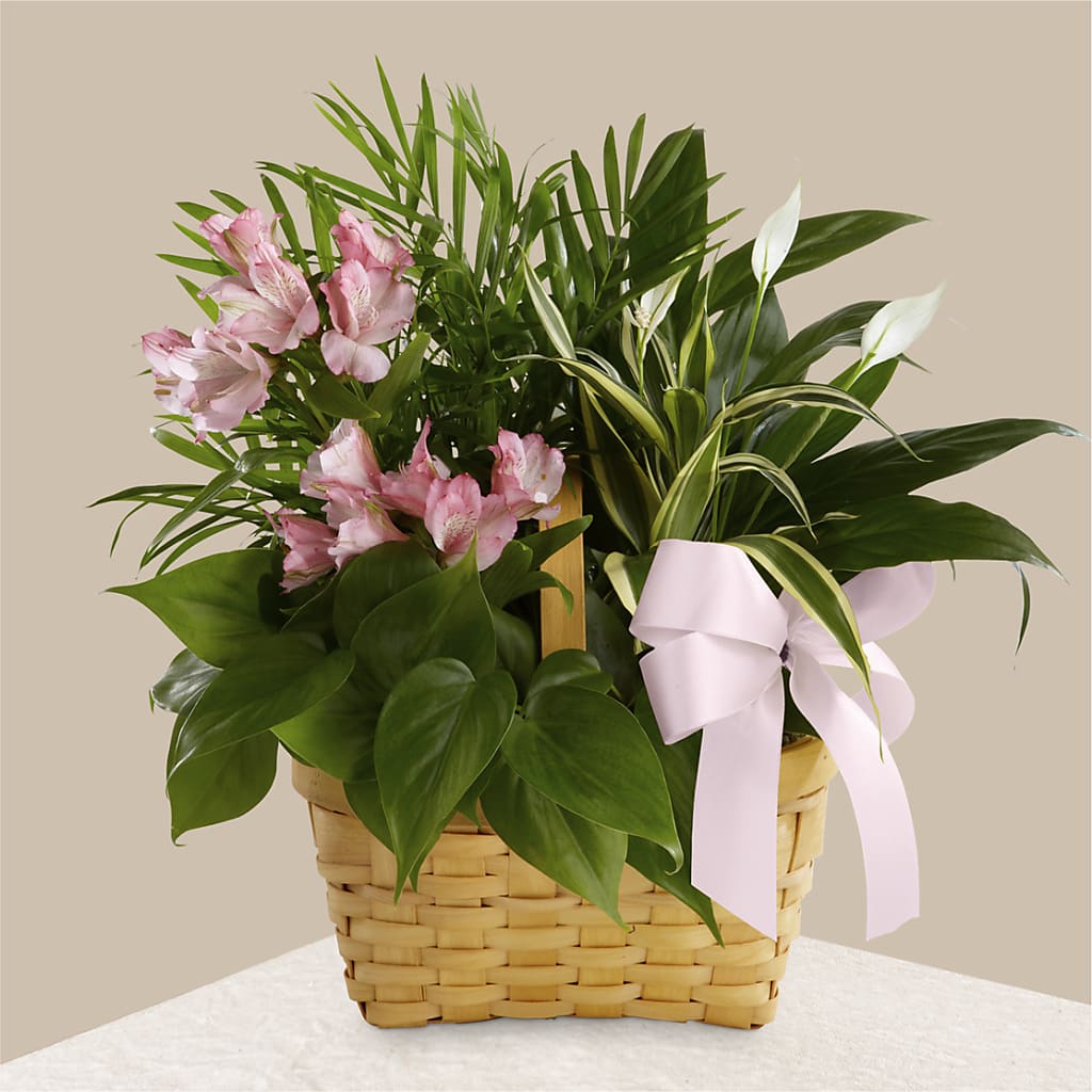 Living Spirit Dishgarden – United Floral Svc Inc, Philadelphia PA