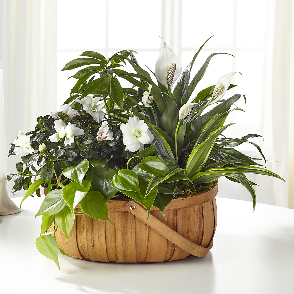 Serene Dishgarden – United Floral Svc Inc, Philadelphia PA