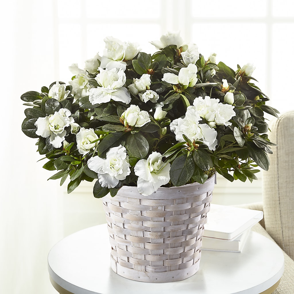 White Azalea Plant – United Floral Svc Inc, Philadelphia PA