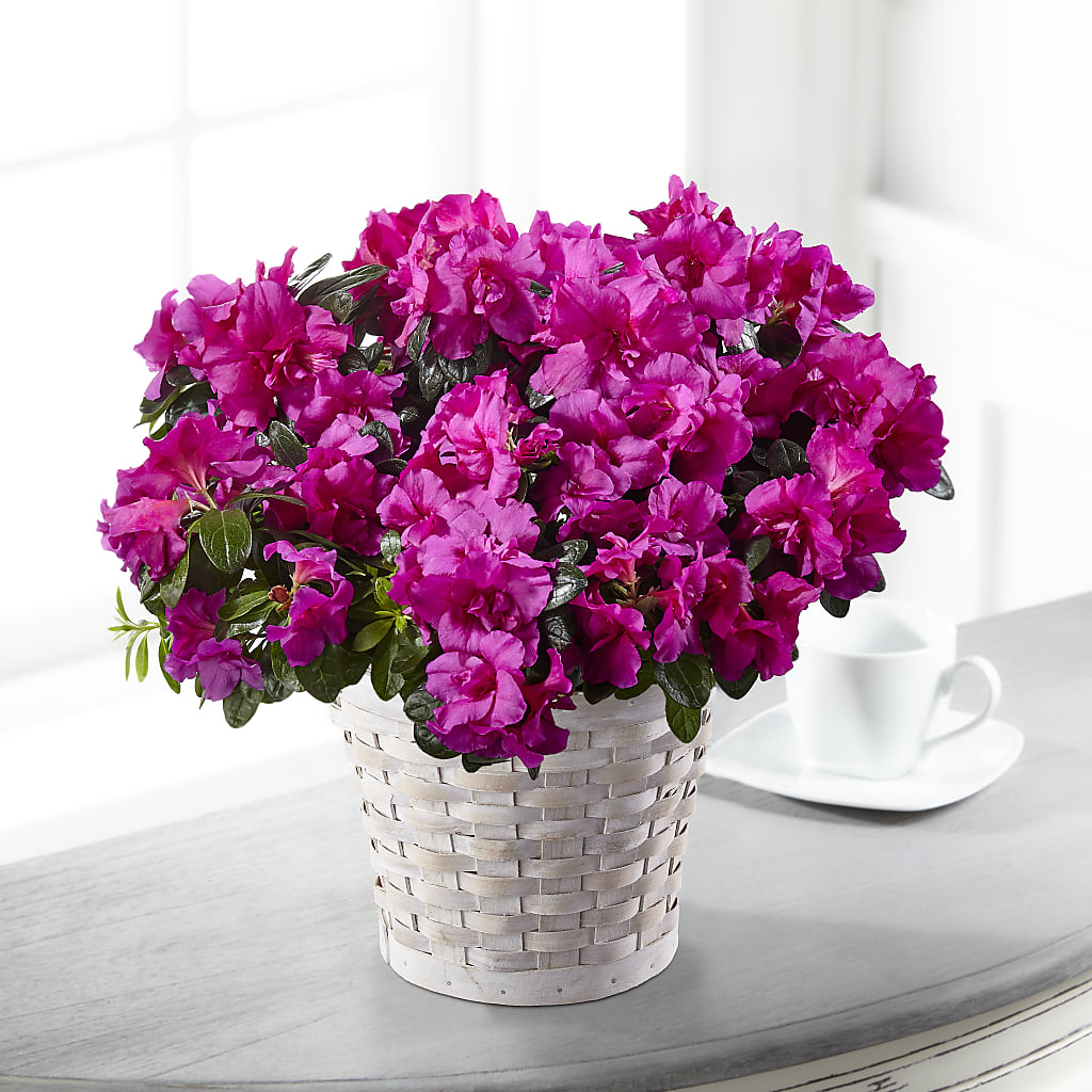 Hope & Serenity Azalea Plant – United Floral Svc Inc, Philadelphia PA