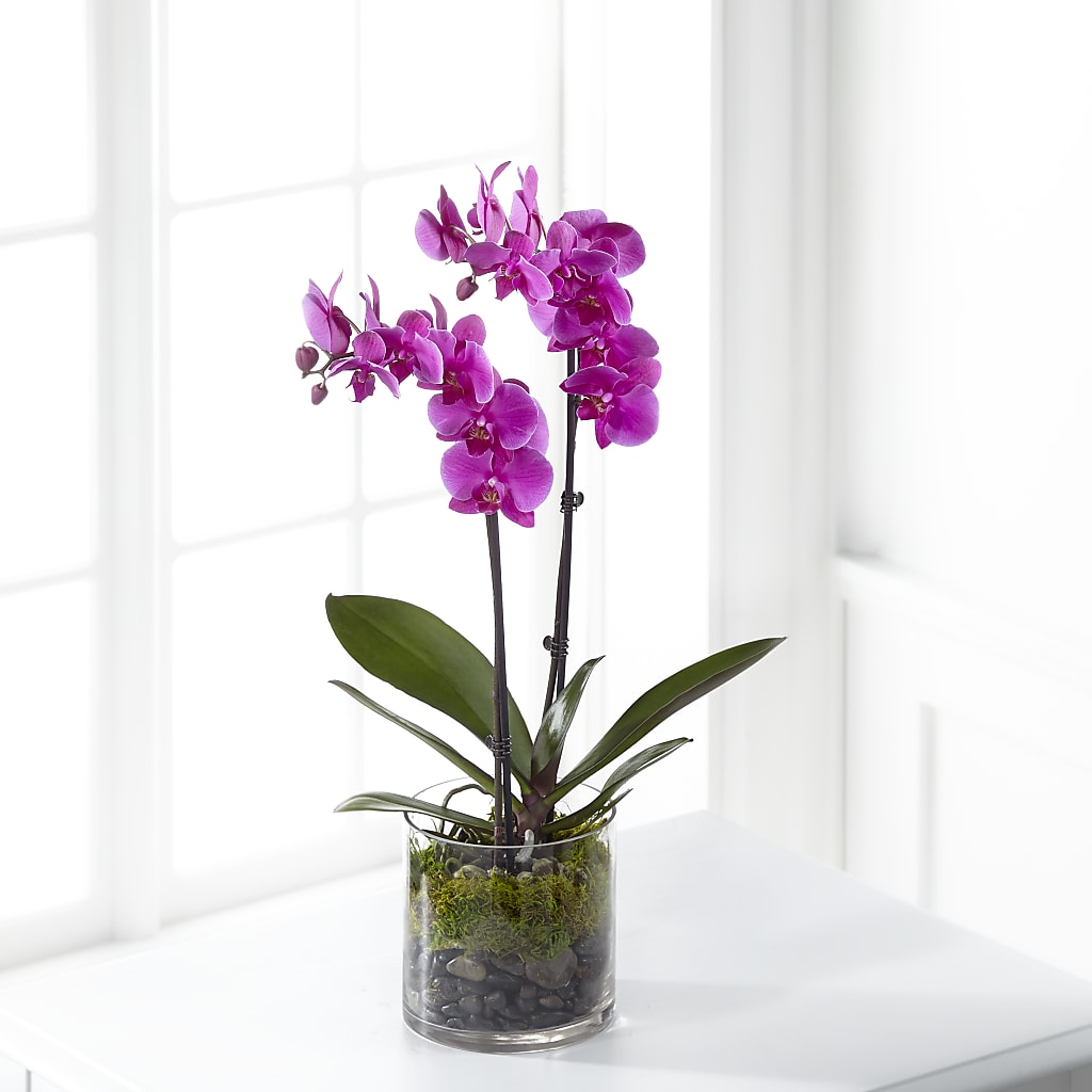 Pink Orchid Plant – United Floral Svc Inc, Philadelphia PA