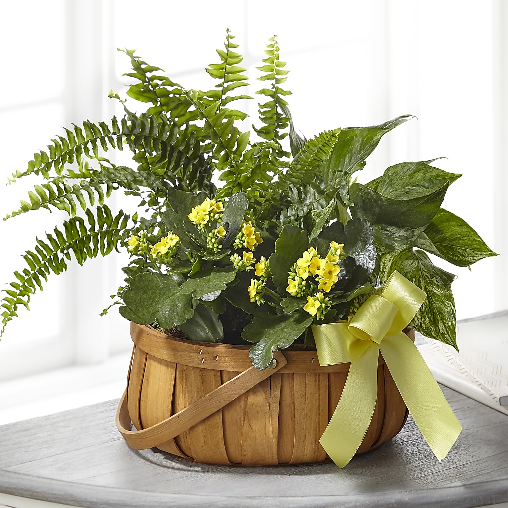 Always Dear Dishgarden – United Floral Svc Inc, Philadelphia PA