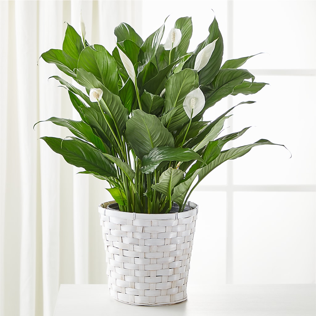 A New Leaf Peace Lily – United Floral Svc Inc, Philadelphia PA