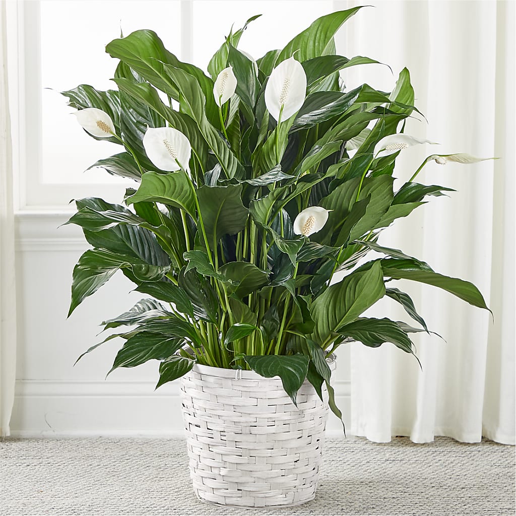 A New Leaf Peace Lily – United Floral Svc Inc, Philadelphia PA