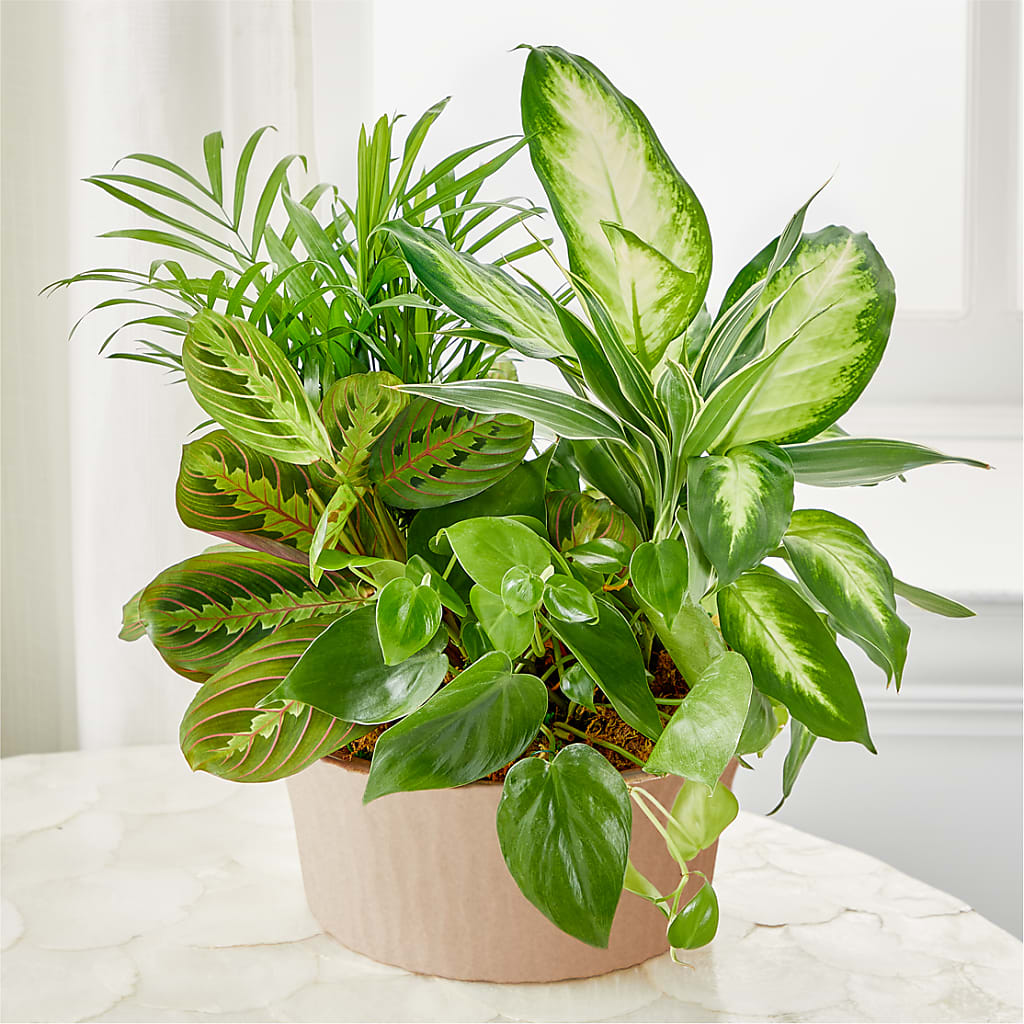 Balance & Harmony Dishgarden – United Floral Svc Inc, Philadelphia PA