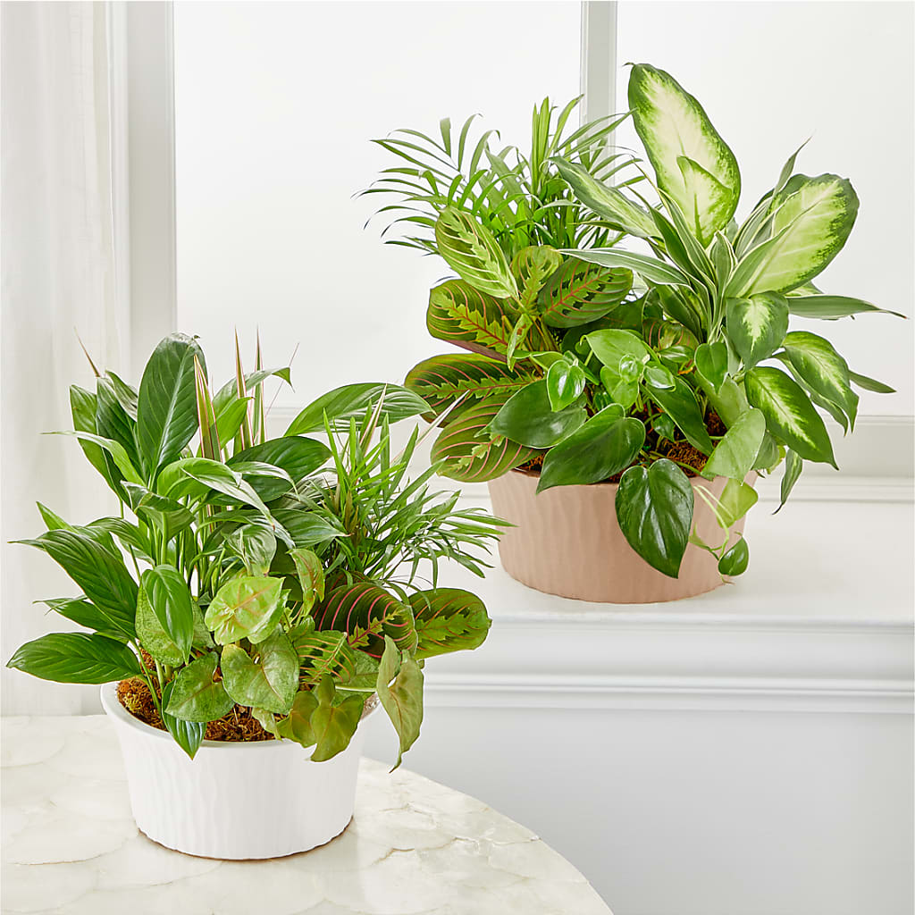 Balance & Harmony Dishgarden – United Floral Svc Inc, Philadelphia PA