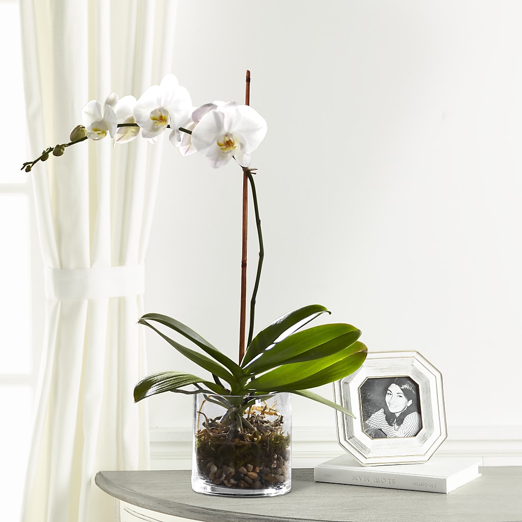 White Orchid Planter – United Floral Svc Inc, Philadelphia PA