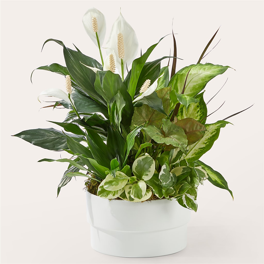Radiating Positivity Dishgarden – United Floral Svc Inc, Philadelphia PA