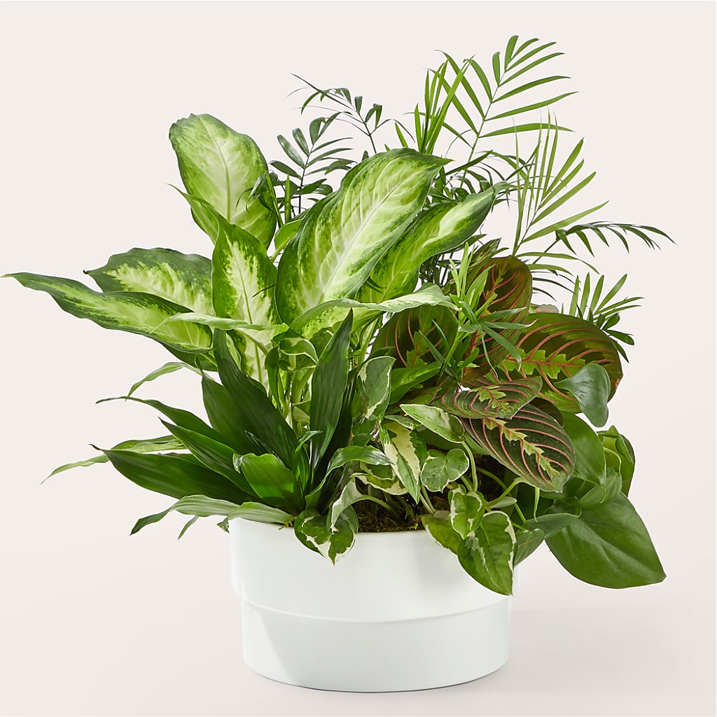 Radiating Positivity Dishgarden – United Floral Svc Inc, Philadelphia PA