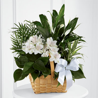 Peace & Serenity Dishgarden –  United Floral Svc Inc, Philadelphia PA