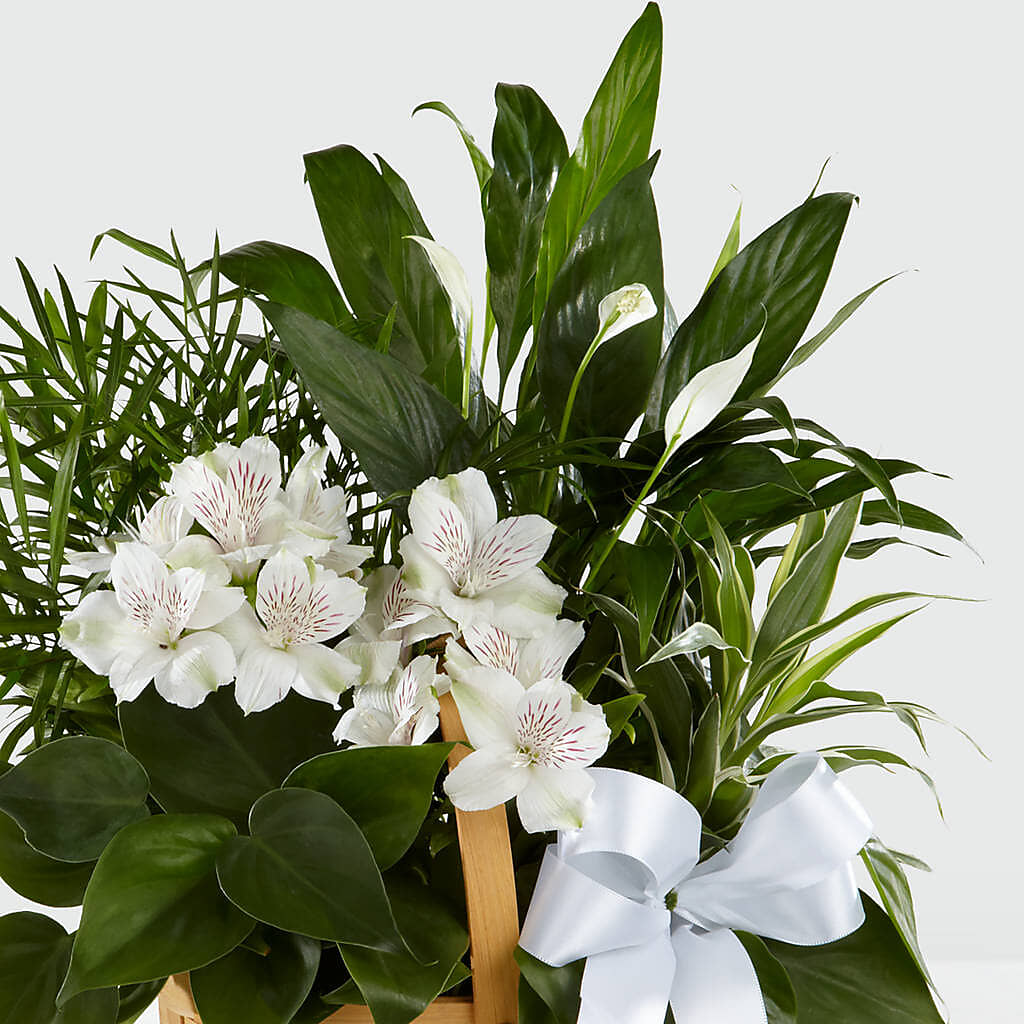 Peace & Serenity Dishgarden –  United Floral Svc Inc, Philadelphia PA