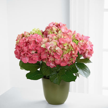 Pink Hydrangea Planter –  United Floral Svc Inc, Philadelphia PA