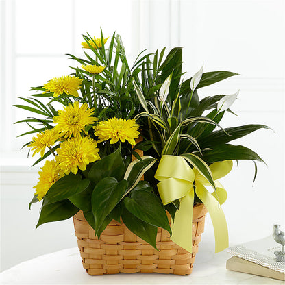 Loving Light Dishgarden –  United Floral Svc Inc, Philadelphia PA
