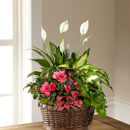Dream in Pink Dishgarden –  United Floral Svc Inc, Philadelphia PA
