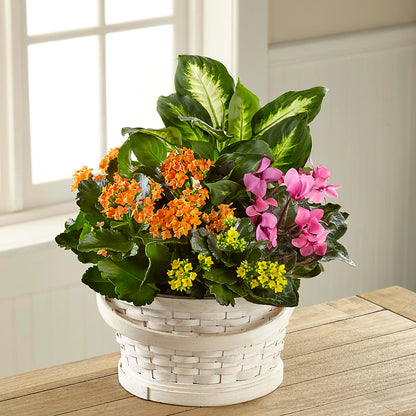 Color Crush Dishgarden –  United Floral Svc Inc, Philadelphia PA