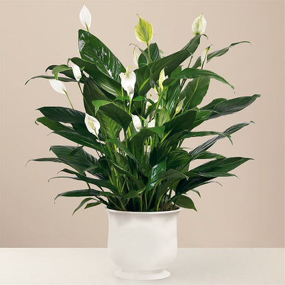 Comfort Planter –  United Floral Svc Inc, Philadelphia PA