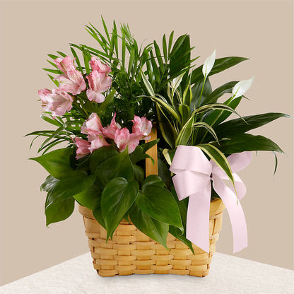 Living Spirit Dishgarden –  United Floral Svc Inc, Philadelphia PA