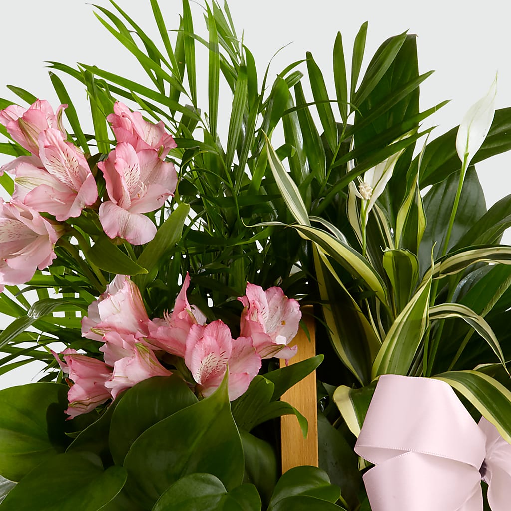 Living Spirit Dishgarden –  United Floral Svc Inc, Philadelphia PA