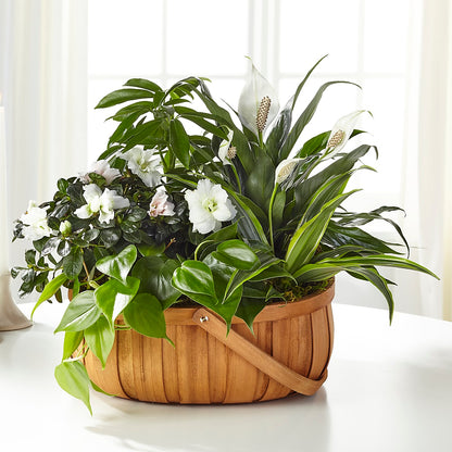 Serene Dishgarden –  United Floral Svc Inc, Philadelphia PA