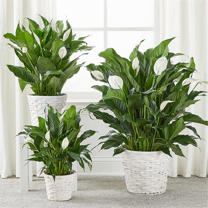 A New Leaf Peace Lily –  United Floral Svc Inc, Philadelphia PA