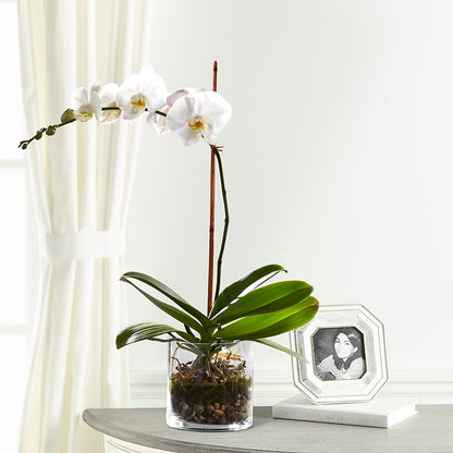 White Orchid Planter –  United Floral Svc Inc, Philadelphia PA