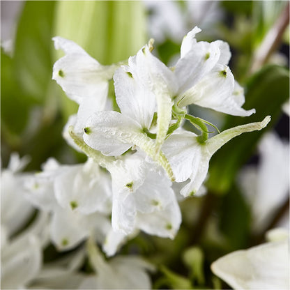 Classic Ivory – A Florist Original –  United Floral Svc Inc, Philadelphia PA